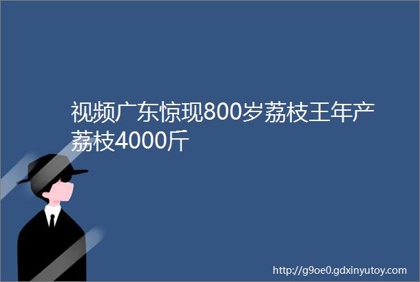 视频广东惊现800岁荔枝王年产荔枝4000斤